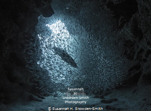 "Charging Through" - A tarpon races into a ball of silver... by Susannah H. Snowden-Smith 